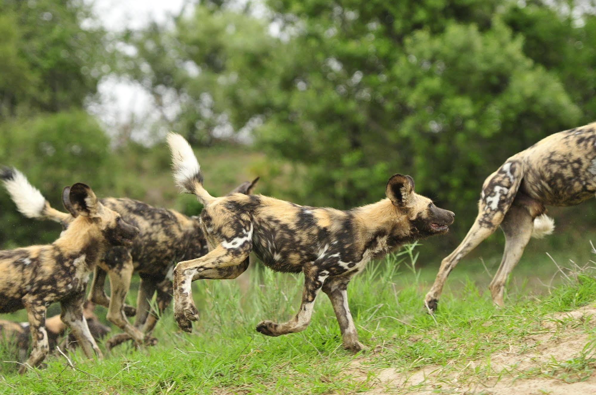 Inyati Game Lodge Metsi Екстер'єр фото