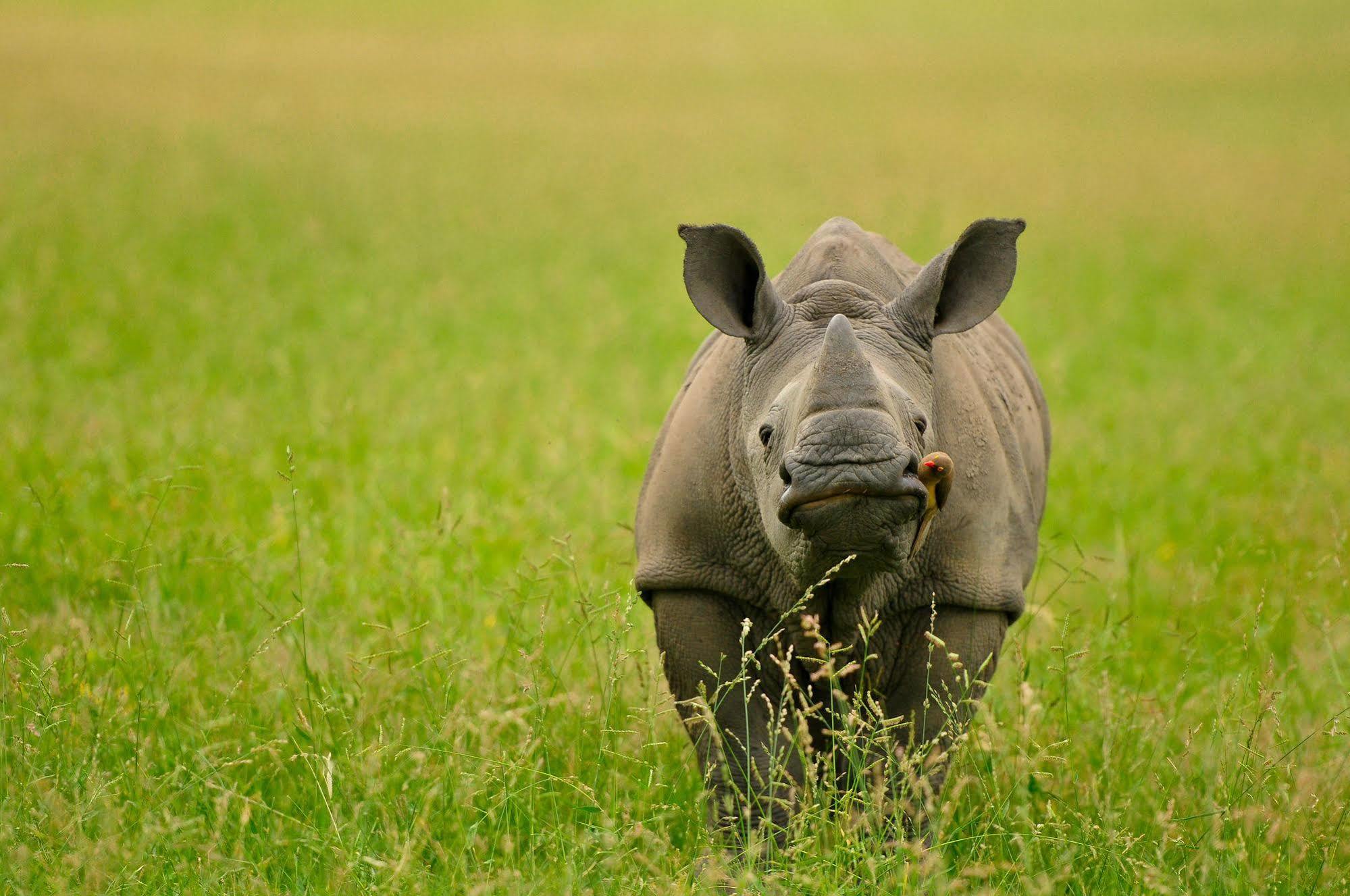 Inyati Game Lodge Metsi Екстер'єр фото