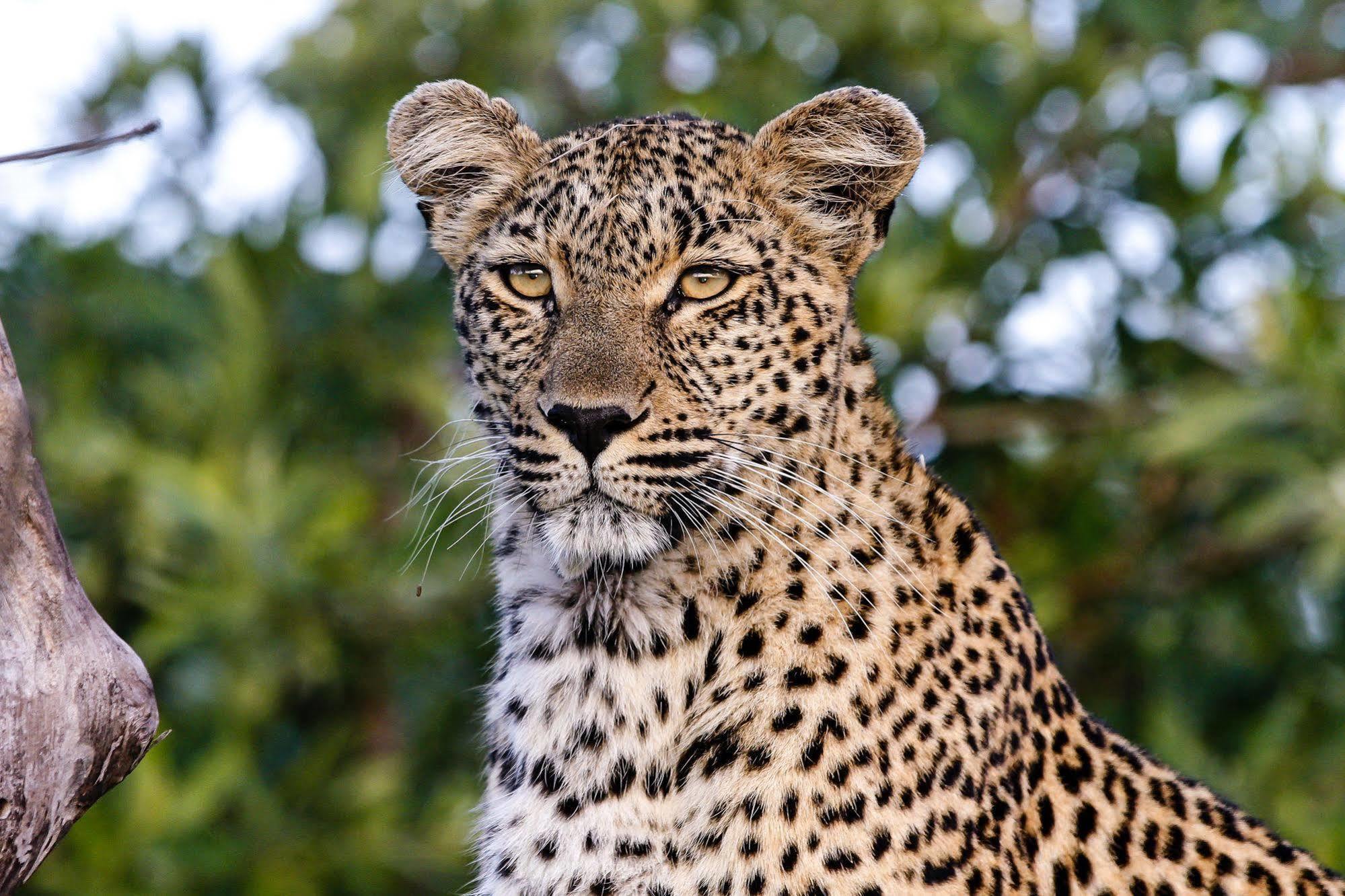 Inyati Game Lodge Metsi Екстер'єр фото